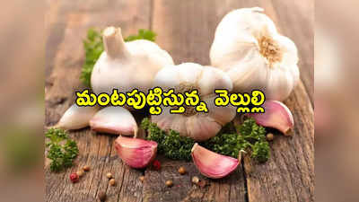 Garlic Prices: ఉల్లి కంటే వెల్లుల్లి మరింత ఘాటు.. 4 రెట్లు పెరిగిన వెల్లుల్లి ధరలు.. మరో 2, 3 నెలలు అంతే! 