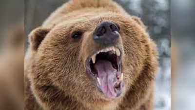 उत्तराखंड के जंगलों में भालू को फांसी लगा मार देता था ये इंसान, फिर करता था ये खौफनाक काम