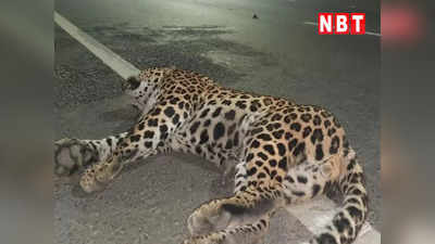 दिल्ली: जीटी करनाल रोड पर अज्ञात गाड़ी ने तेंदुए को मारी टक्कर, मौके पर हुई मौत