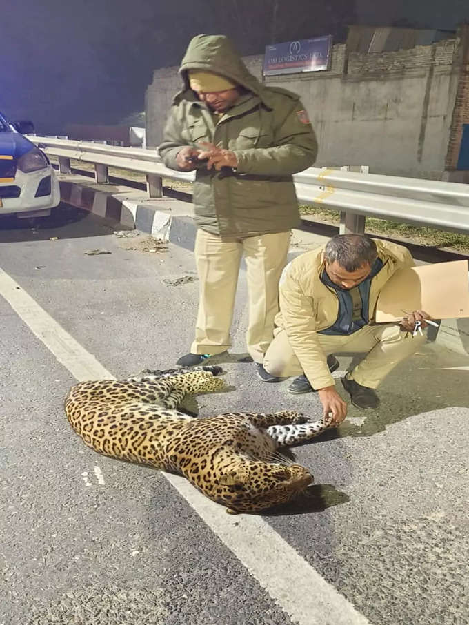 Leopard died  in delhi