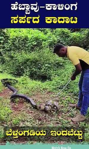belthangady indabettu village king cobra and indian python snake battle