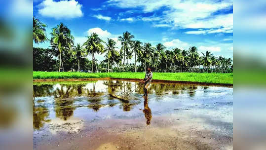 மஞ்சளார் அணை பாசனப்பகுதி:  முதல் போக சாகுபடி  நடவு பணிகள்  தீவிரம்!