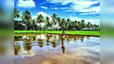 மஞ்சளார் அணை பாசனப்பகுதி:  முதல் போக சாகுபடி  நடவு பணிகள்  தீவிரம்!