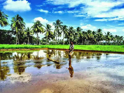 மஞ்சளார் அணை பாசனப்பகுதி:  முதல் போக சாகுபடி  நடவு பணிகள்  தீவிரம்!