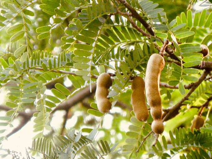 Tamarind Plant