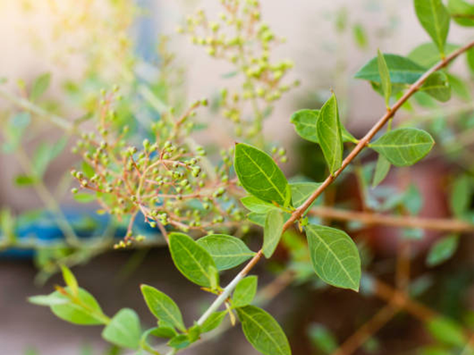 Henna plant