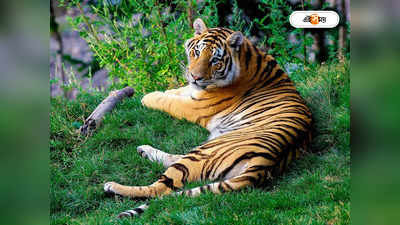 Royal Bengal Tiger : কাঞ্চনজঙ্ঘার পর উত্তরাখণ্ড, প্রায় ৬ হাজার ফুট উঁচুতে মিলল বাঘ মামার দেখা