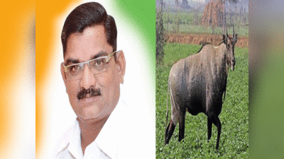 महाराष्ट्र में जंगली सूअर, हिरण, नीलगाय को मार दिया जाए या की जाए नसबंदी, बीजेपी विधायक की सदन में मांग