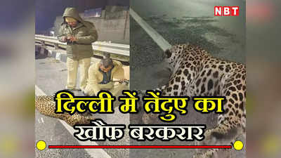 Leopard in Delhi: गांव में दिखा तेंदुआ अलग... मुखमेलपुर के ग्रामीणों के दावे से फिर से दहशत में दिल्लीवाले