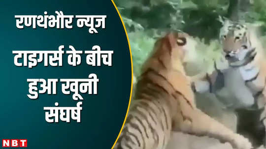 tiger t 120 and t 121 fought in ranthambore watch video of tigers