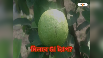 Baruipur Guava : রসগোল্লার পর এবার বাংলার ফল! জিআই ট্যাগ পাবে বারুইপুরের পেয়ারা?