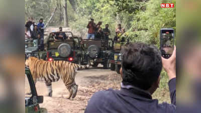 MP News: बांधवगढ़ में बड़ी लापरवाही, जिप्सी चालकों और गाइड्स ने रोका जंगल के राजा का रास्ता, घेरकर की फोटोग्राफी