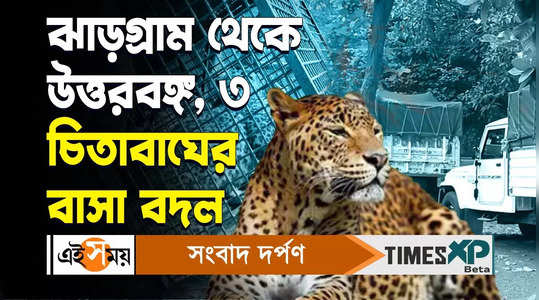 three male leopards are sent from jhargram zoological park to north bengal