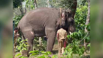 Vikram Kumki Elephant: അവൻ ആറാടിയ മണ്ണാണിത്, വഴിയൊക്കെ അറിയാം; കടുവയെ പൂട്ടാൻ വടക്കനാട് കൊമ്പൻ, അന്ന് വാകേരിക്കാർക്ക് വില്ലനായവൻ