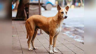 आम्रपाली जोडिएक सोसाइटी में फ्लैट का दरवाजा खुलते ही भागा कुत्ता, फिर एक शख्स का चबाया हाथ, 10 हजार का जुर्माना