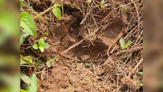 Tiger in Wayanad: വാകേരിയിൽ നരഭോജി കടുവ കാണാമറയത്ത്; ഭീതി പരത്തി നാട്ടിൽ മറ്റൊരു കടുവകൂടി