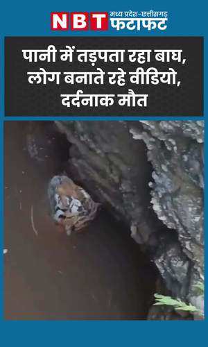 tiger died after falling into a well chhindwara mp