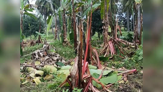 தோட்டத்துக்குள் புகுந்து யானைகள் அட்டகாசம்...  திண்டுக்கல் விவசாயிகள் கவலை!