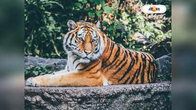 Royal Bengal Tiger : আড়মোড়া ভেঙে দেখুন, আলমোড়াতেও বাঘ!