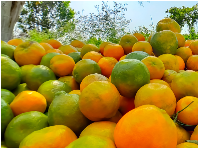 ಕಿತ್ತಳೆ ಹಣ್ಣು