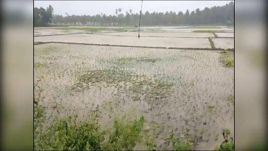 தென்காசியில் தொடர் மழை! பத்தாயிரம் ஏக்கர் நெற்பயிர்கள் சேதம்! நஷ்ட ஈடு வழங்கப்படும் என அமைச்சர் உறுதி!