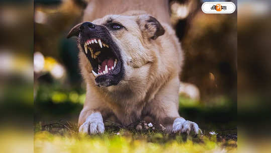 Dog Bite: পোষা কুকুরে কামড়ালে মালিকের বিরুদ্ধে মামলা করা যায় কি? কী জানাচ্ছেন বিশেষজ্ঞরা? 