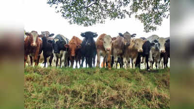 Cow Sanctuary: गोमाता के संरक्षण के लिए तावड़ू में बनेगी देश की पहली काऊ सेंक्चुरी, गायों को मिलेगा नेचुरल माहौल