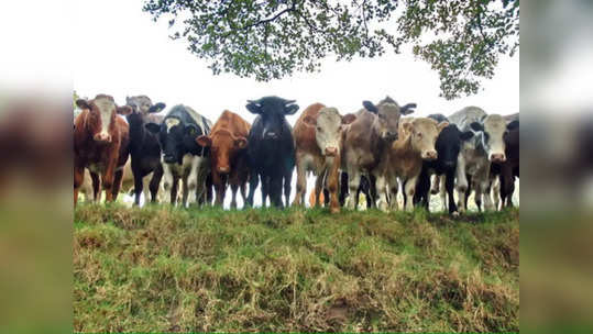 Cow Sanctuary: गोमाता के संरक्षण के लिए तावड़ू में बनेगी देश की पहली काऊ सेंक्चुरी, गायों को मिलेगा नेचुरल माहौल