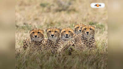 Cheetah Safari Park : শীতের ছুটিতে চিতা সাফারি! রইল নতুন ঠিকানার হদিশ
