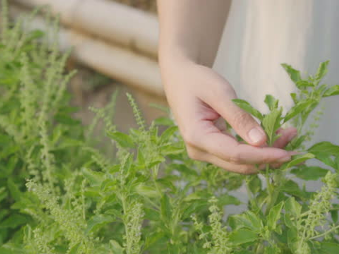 Tulsi Leaves