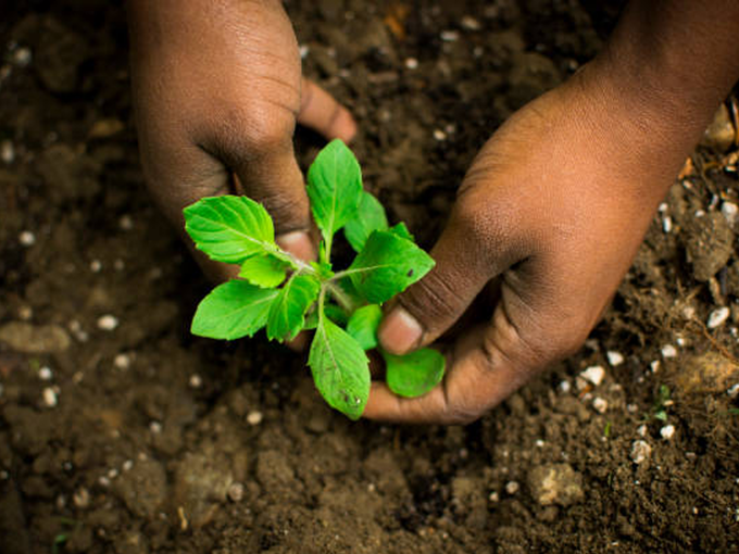 Tulsi Plant