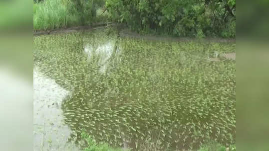 ஸ்ரீவில்லிபுத்தூர் அருகே கண்மாய் கரை உடைப்பு...  விளை நிலங்களுக்குள் புகுந்த மழை நீர்!