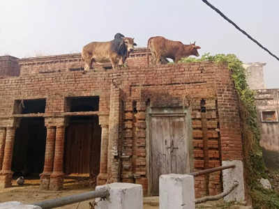 क्या ट्रिलियन डॉलर की इकोनॉमी बनाने का यही रास्ता है? सहारनपुर में छत पर सांड चढ़ा तो अखिलेश ने बीजेपी से पूछा