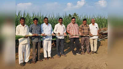 Sugarcane Farming : शेतकऱ्यांना पर्याय सापडला,उसाच्या नव्या वाणाला पसंती, पुण्याच्या शेतकऱ्यानं राबवलेला प्रयोग यशस्वी