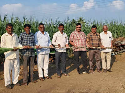 Sugarcane Farming : शेतकऱ्यांना पर्याय सापडला,उसाच्या नव्या वाणाला पसंती, पुण्याच्या शेतकऱ्यानं राबवलेला प्रयोग यशस्वी