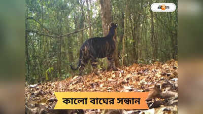 Black Tiger : ভারতে এবার বিরল কালো বাঘ! কোথায় গেলে দেখা মিলবে বিলুপ্তপ্রায় প্রজাতির?