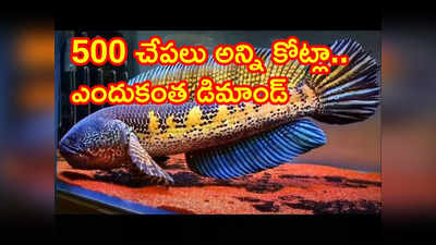 అసోంలో రూ.4.5 కోట్ల విలువైన 500 అరుదైన చేపలు స్వాధీనం.. వీటి ప్రత్యేకత ఏంటి? 