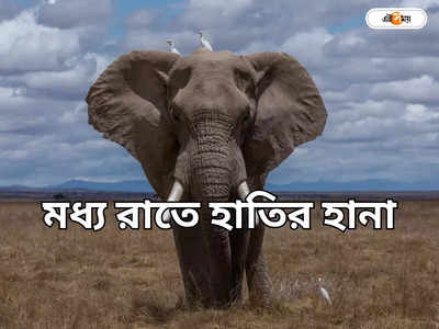 Elephant Attack: হাতির হানা, খাটের নীচে লুকিয়ে বরাতজোরে রক্ষা