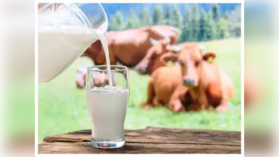 गुरांची दूध उत्पादन क्षमता राज्यात कमी का? कारणे शोधून सरकारने हाती घेतले उपाय, कसा होईल फायदा?