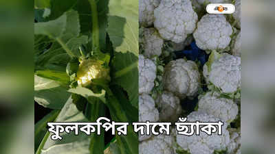 Winter Vegetable : বৃষ্টির জেরে পৌষের শীতে ফুলকপি যেন ডুমুরের ফুল