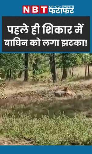interesting fight between wild boar and tigress yet attempt failed