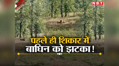 Tigress And Wild Boar Fight: सख्त जंगली सुअर को फाइट में मात नहीं दे पाई बाघिन, एक मिनट बाद ही दुम दबाकर भागी
