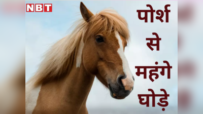 यहां पोर्श, जैगुआर जैसी लग्जरी कार से महंगे बिकते हैं घोड़े, जानें सारंगखेड़ा के चेतक फेस्टिवल के बारे में