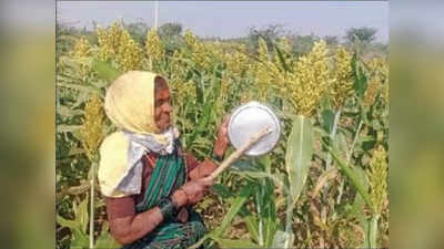 ಬಿಳಿಜೋಳಕ್ಕೆ ಹಕ್ಕಿ ಕಾಟ; ಅಳಿದುಳಿದ ಬೆಳೆ ರಕ್ಷಣೆಗೆ ರೈತರ ಪರದಾಟ