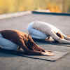 Yoga Poses to Reduce Uric Acid: ఈ ఆసనాలు వేస్తే.. యూరిక్‌ యాసిడ్‌ తగ్గడమే  కాదు, కిడ్నీలో రాళ్లు కరుగుతాయ్‌..!