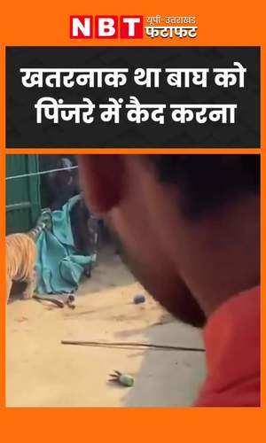 tiger knocked unconscious four times caught forest department put in cage pilibhit viral video