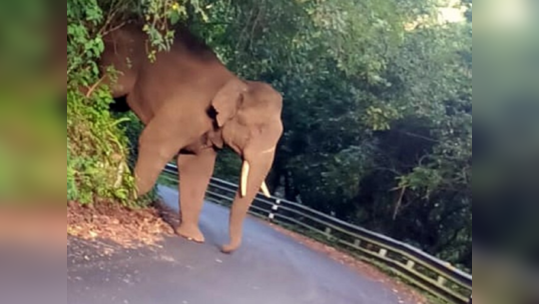 திருப்பூர் உடுமலை சாலையில்  வலம் வரும் ஒற்றை காட்டு யானை; வாகன ஓட்டிகள் பீதி!