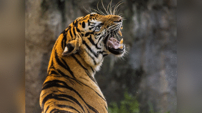 चंपावत: सहेली को जंगल में घसीट रहे बाघ से भिड़ गईं दो बहादुर महिलाएं, हंसिया और डंडे से मार भगाया