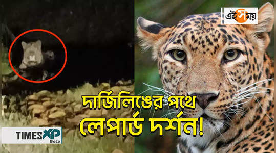 leopard has been seen roadside of darjeeling watch video
