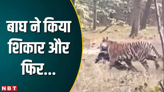 tiger hunted in pench national park in seoni mp carrying away by pressing it in its mouth